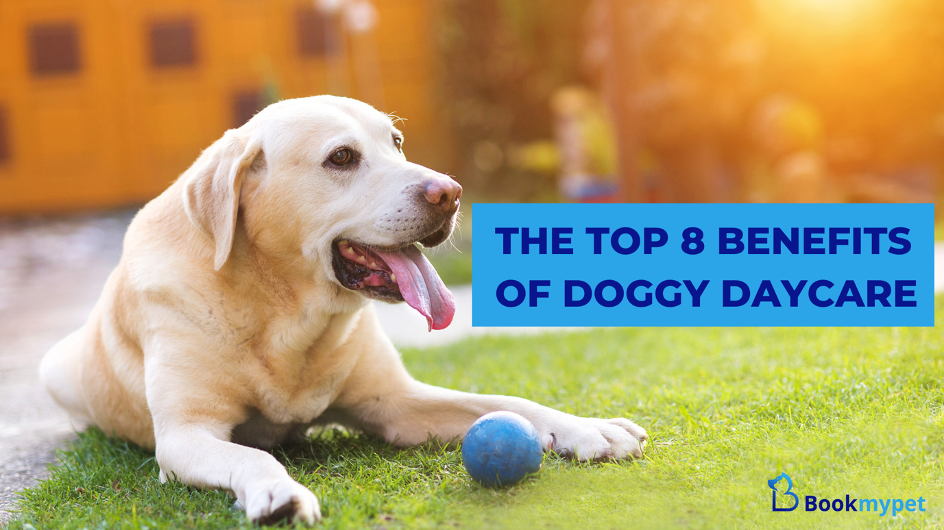 The Top 8 Benefits of Doggy Daycare