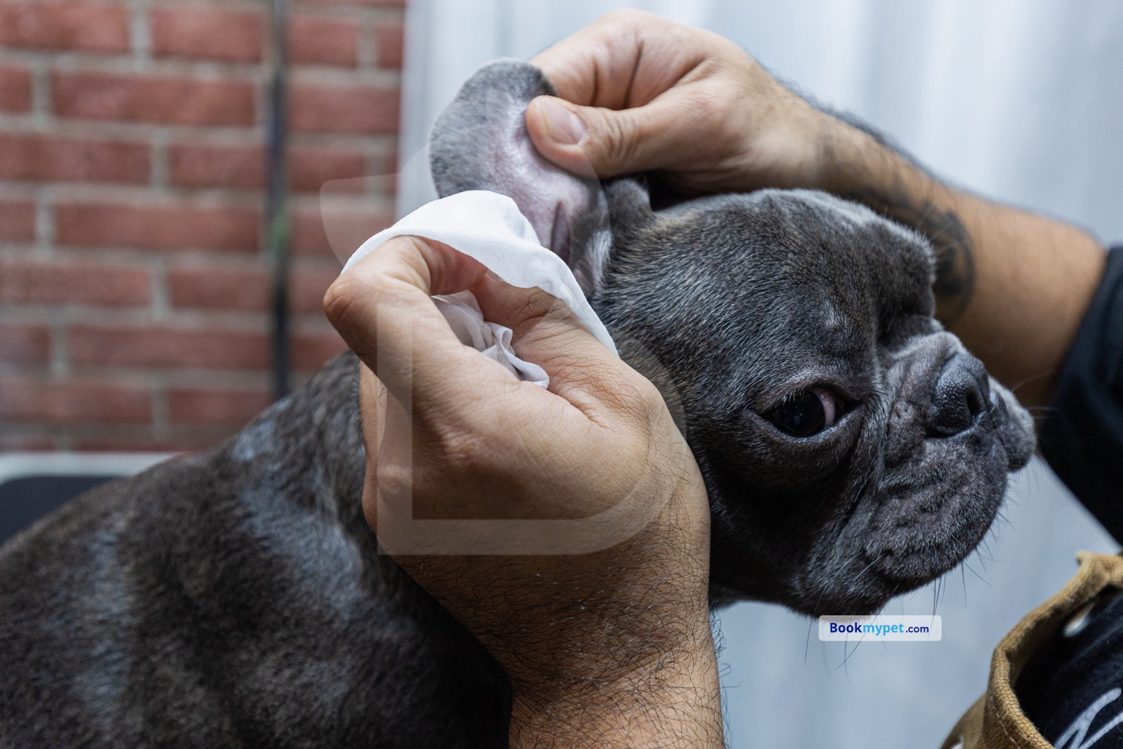 Basic In Store Grooming | Medium Dog