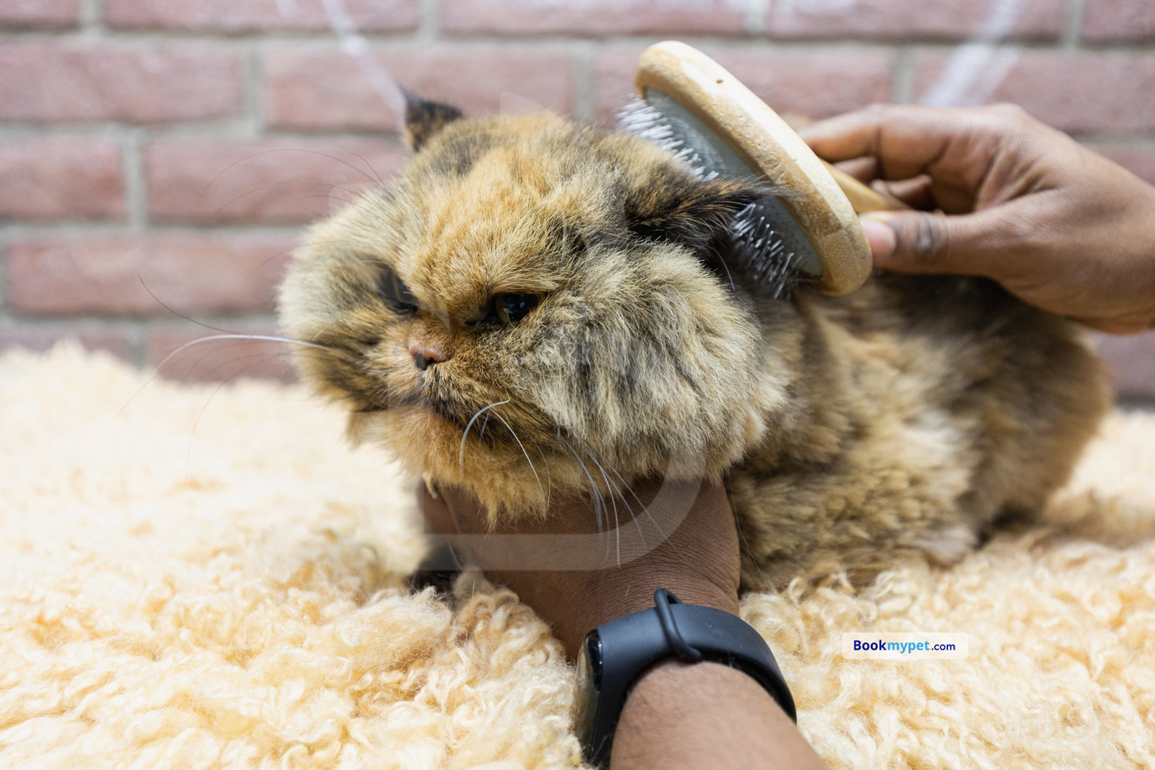 In Store Shower & Blowdry | Cat (Without Haircut/Shave)