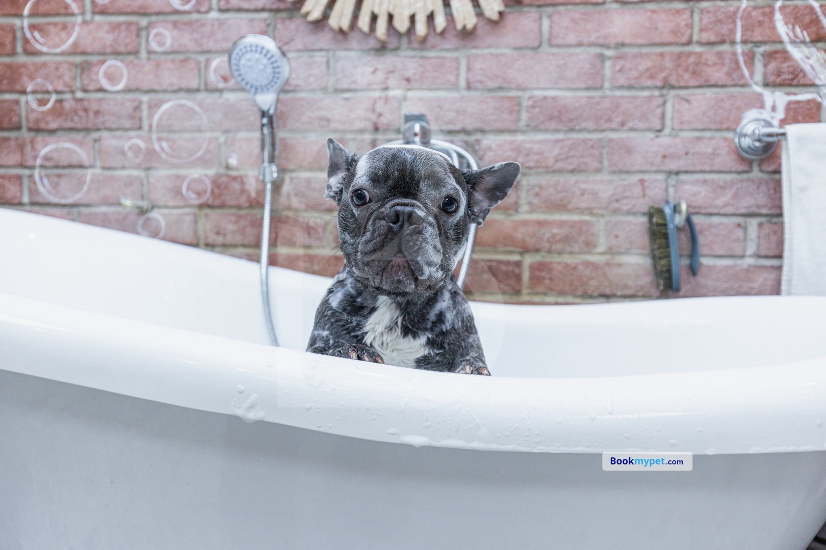 Basic In Store Grooming | Small Dog