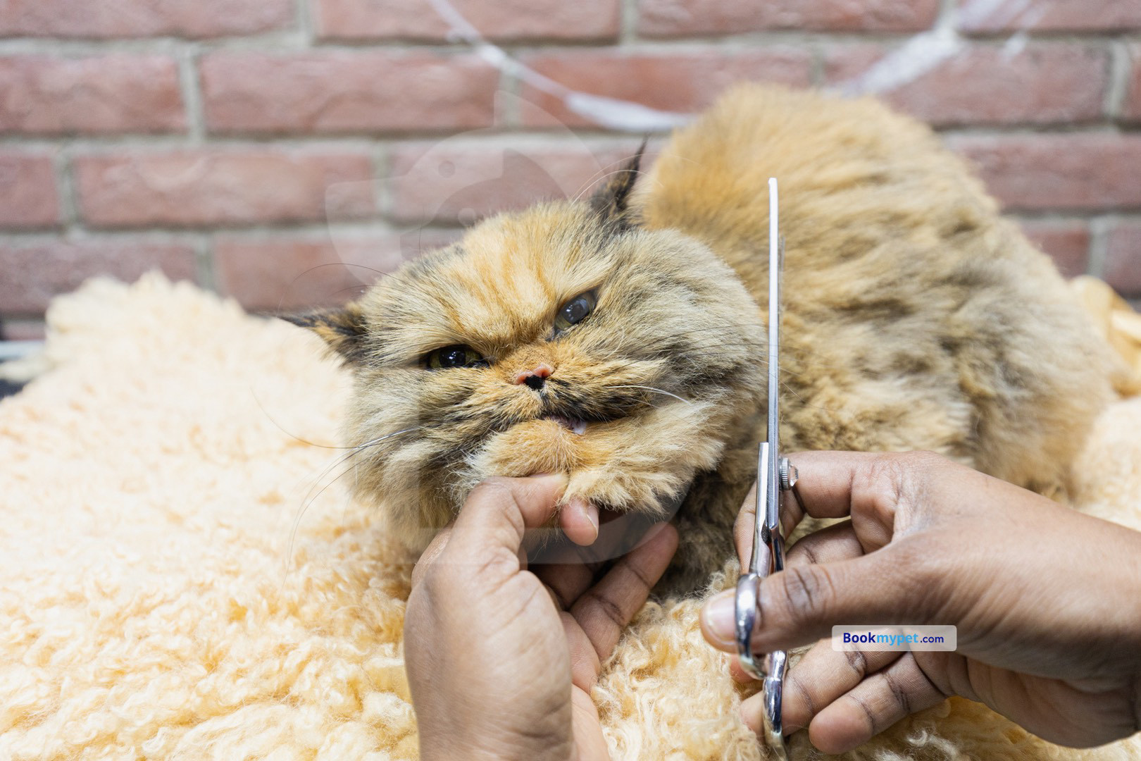 full in store grooming | cat (Includes Haircut/Shave)