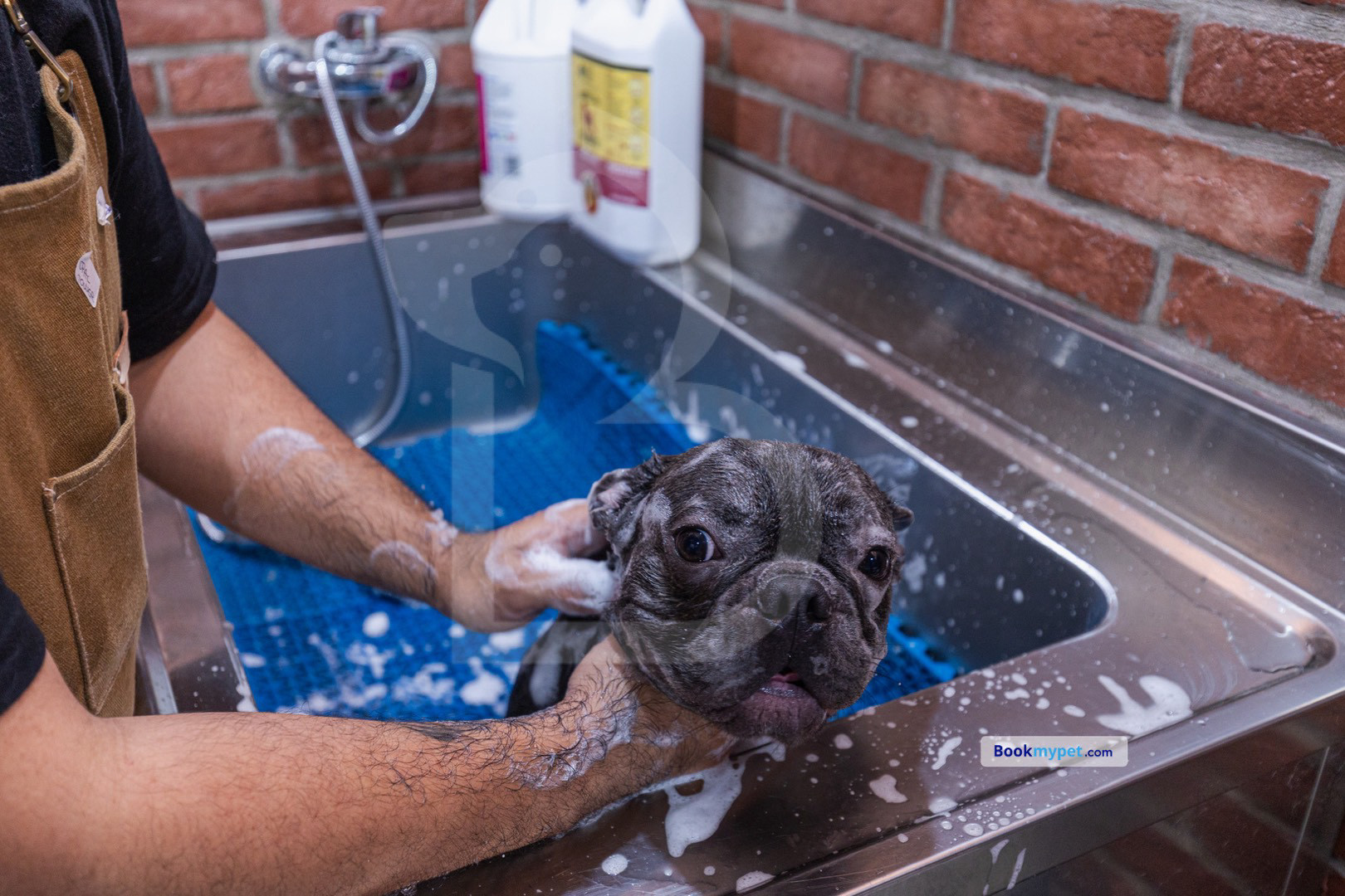 medicated grooming | dog (medium size)	