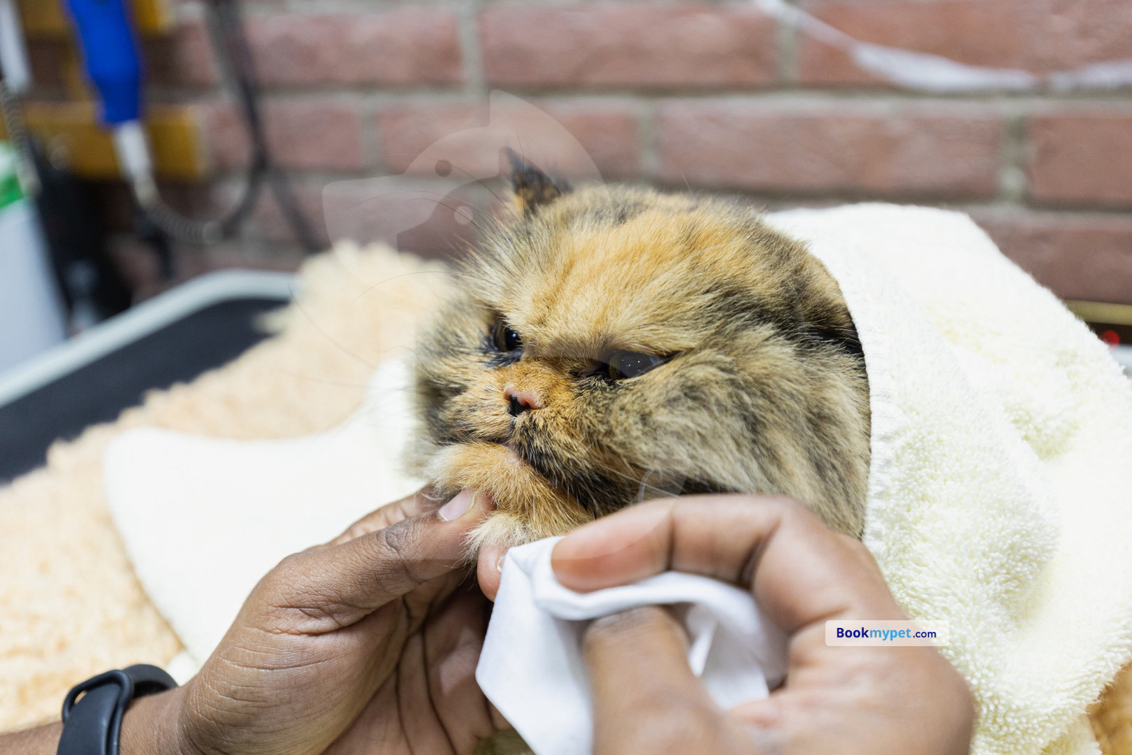 Basic In Store Grooming | Cat